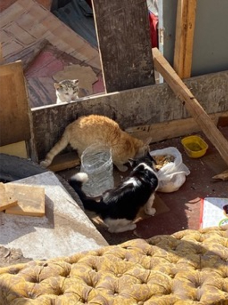 Gatos comiendo en medio del desarme de las casas en el campamento Villa Esperanza